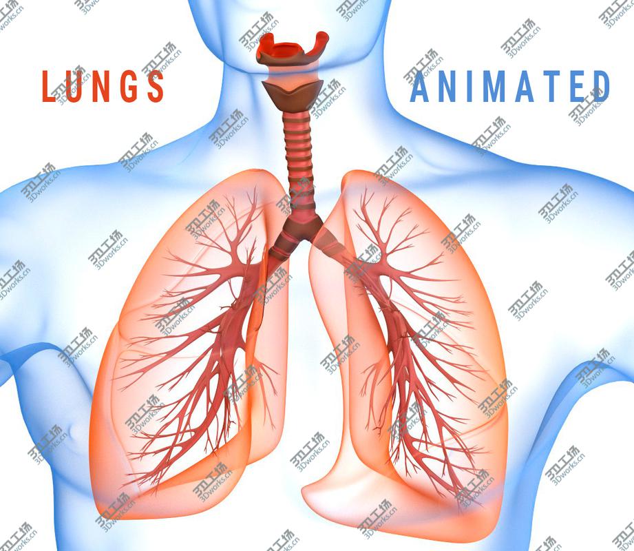 images/goods_img/2021040161/Human Lungs - pulmonary system 3D model/1.jpg